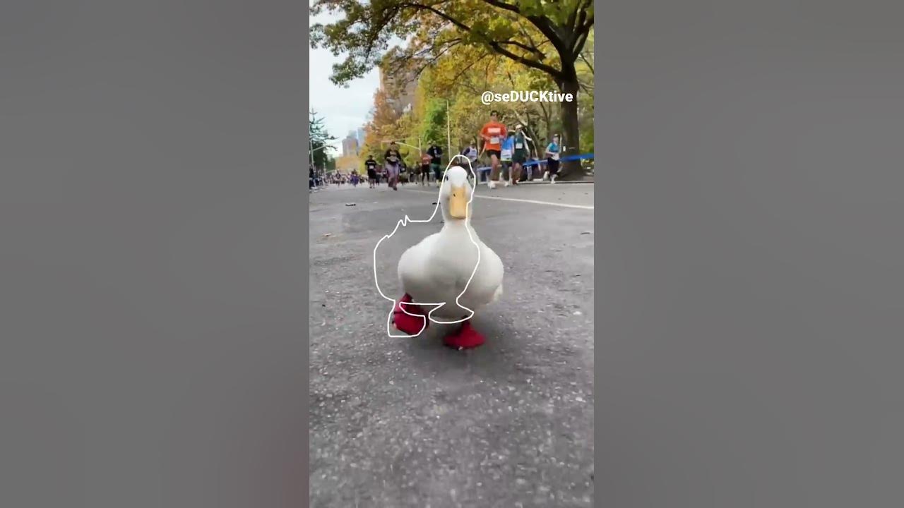 Running Duck (outline trend tiktok)