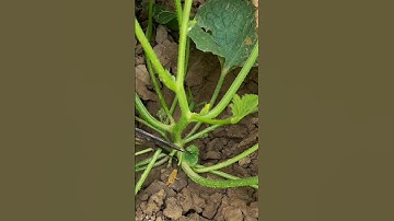 Cucumber Pruning Techniques #satisfying #farming
