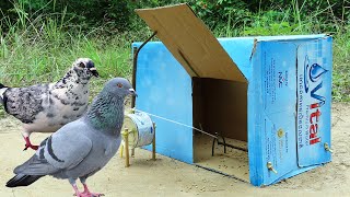 Creative Quick Bird Trap Using Vital Cardboard Box Woods And Milk Cans - Best Unique Pigeon Trap