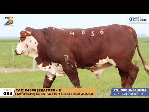 LOTE 064 R4856  BRAFORD Santa Tereza, Leilão 01/Outubro/2024 - Prod: Agência El Campo