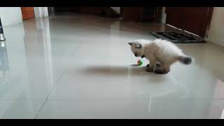 My Siamese kitten playing ball by Siam Cat Fam 24 views 2 years ago 53 seconds