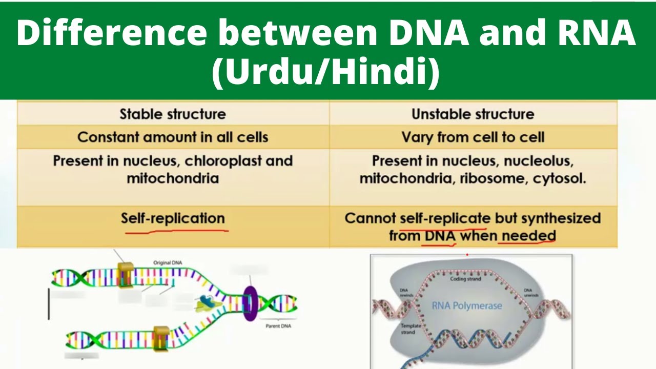 Difference between DNA and RNA in Hindi/Urdu - YouTube