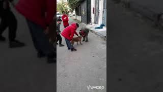Pitbull/Topu Bırakmam Diyen Maysa Pitbull / Maysa ⚽️ Saying I Dont Let The Ball Go