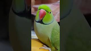 Cute Parrot Sound #12001 #beauty #viral