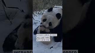 Infrared camera recorded wild giant panda with cub in China