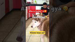 Who do you think did this? Volf or Kaal? 🤔 #husky #germanshepherd #dogcomedy