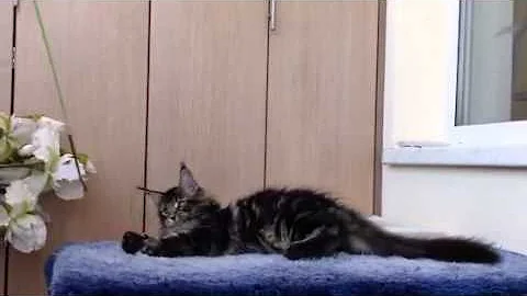 Watch the video about Orianna Mon Amour Coon*UA, 3 months