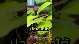 【 ปลาออตโต้ 】ชื่อสามัญ : Oto, Dwarf suckers #บ้านไม้น้ำ #ตู้ปลา #ตู้ไม้น้ำ #ไม้น้ำ #ปลา