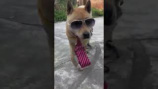 #shorts #trending #viral #funny #komedy #tiktok #video #dog