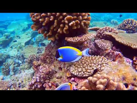 Video: Foto Apa Yang Perlu Dibawa Dari Laut?