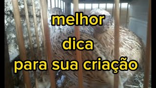 @melhor dica pára sua criação