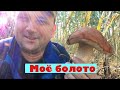 ГРИБНОЕ болото. 🍄