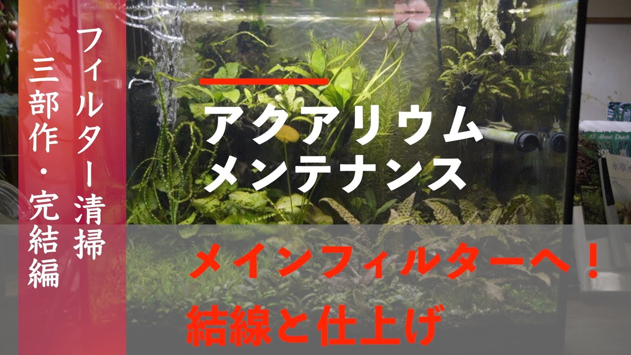 魚の九：フィルターのメンテナンスについて・・・書いてたのに、緊急