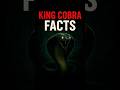 KING Cobra facts  सांपों का असली राजा कौन है #kingcobra #ytshorts_