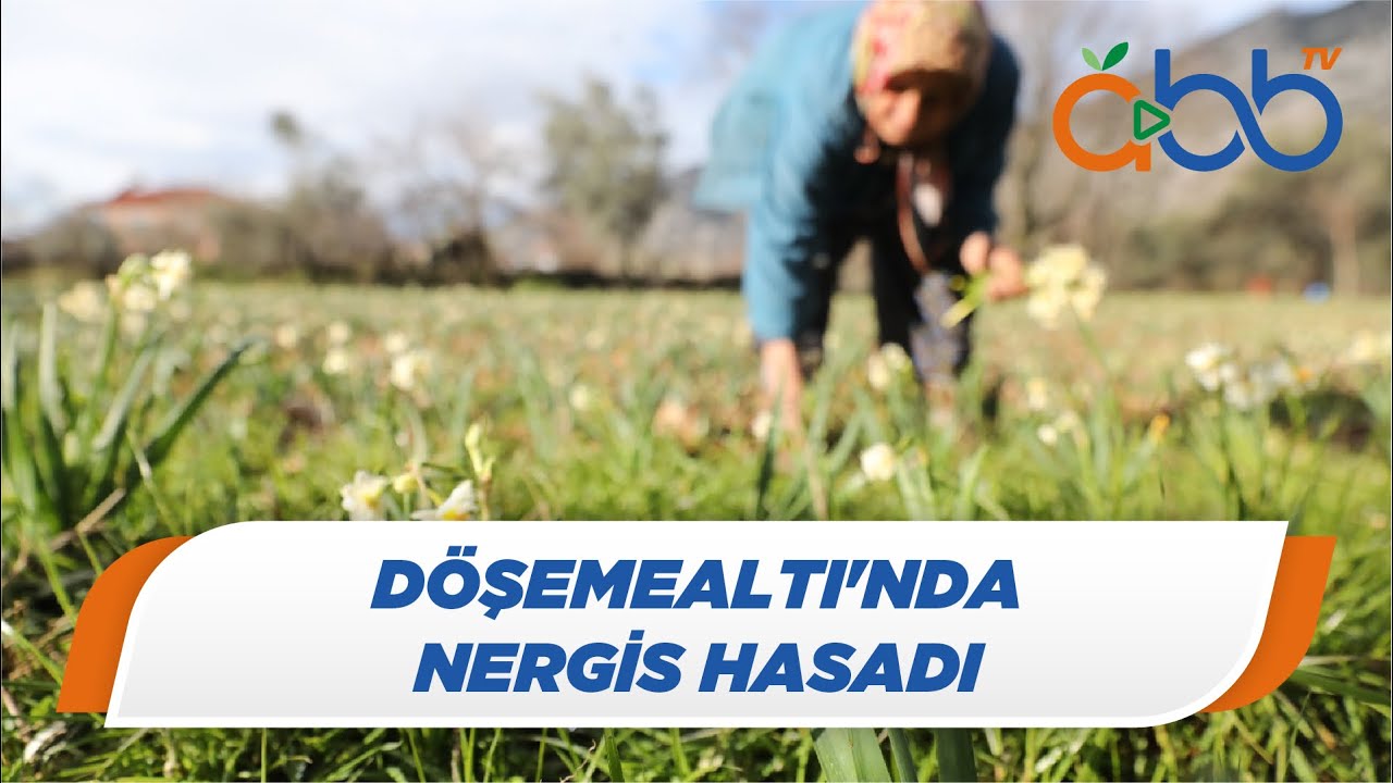 Döşemealtı'nda Nergis Hasadı | Döşemealtı