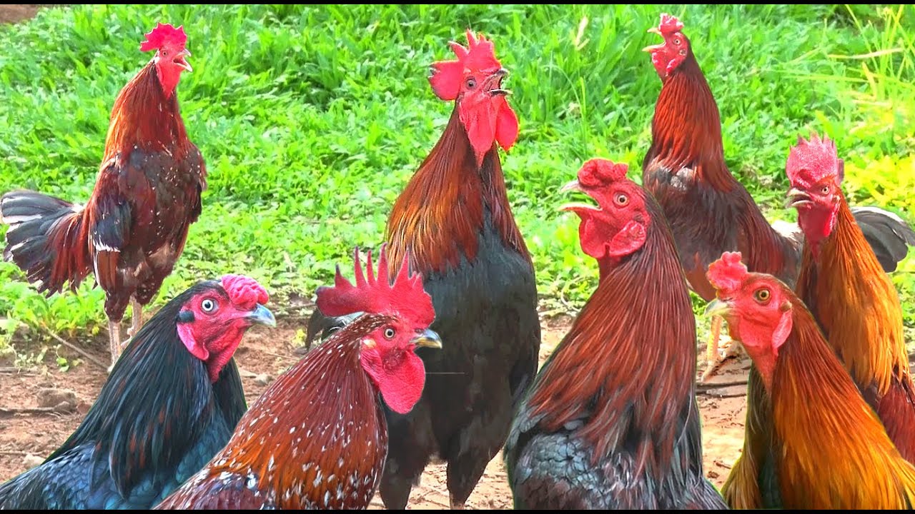 Tập Hợp Những Con Gà Khác Nhau Gáy/ Set of Different Chickens Crows/ Tung Vlog