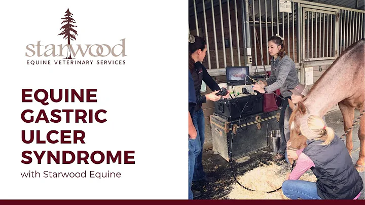 Equine Gastric Ulcer Syndrome
