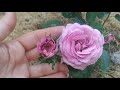Цветение моих роз - первогодок из частного питомника Тимофей, Нью-Джерси, Элит