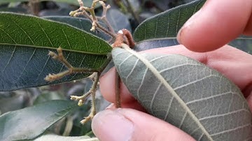 Cây thuốc quý. Tác dụng chữa bệnh của cây Hà Thủ ô Trắng