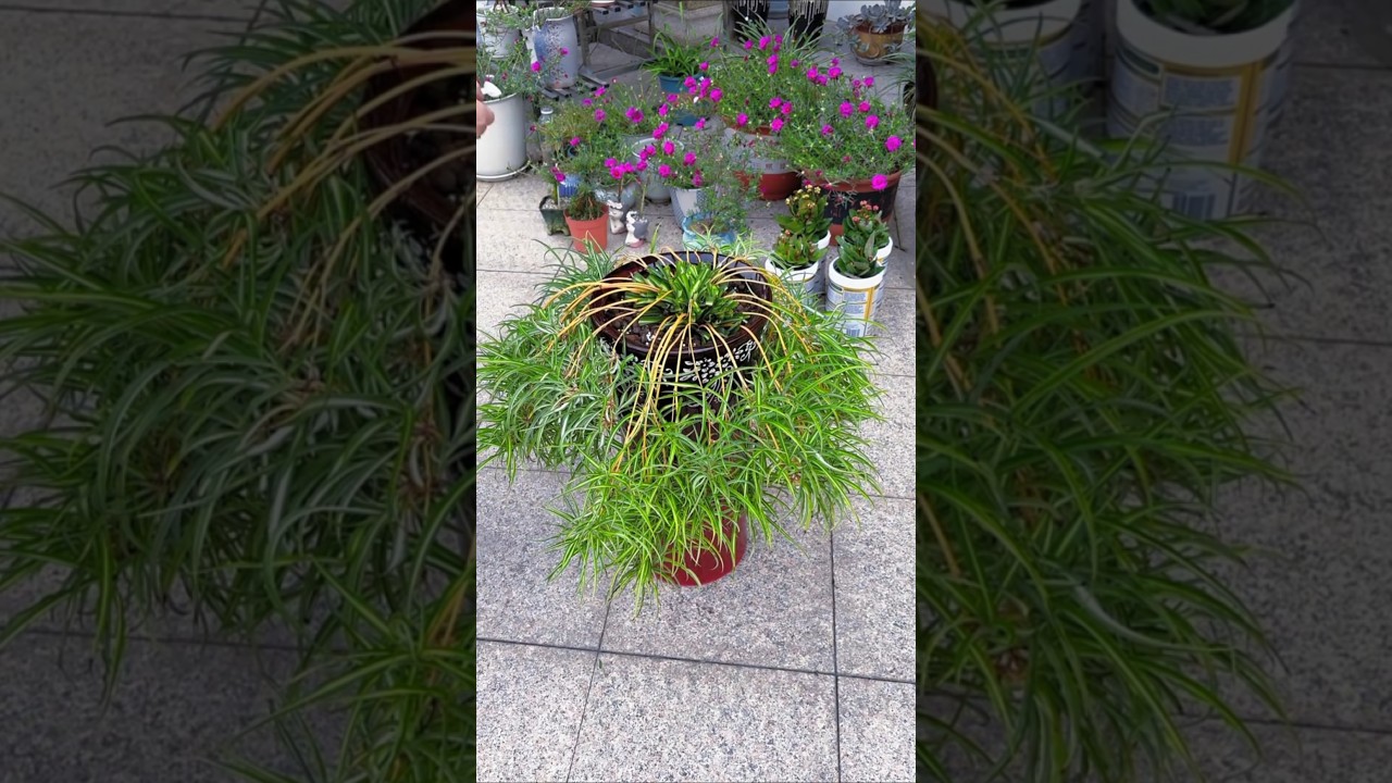 Tips growing| Pruning and take fertilizer grow up beautiful flower #shorts #viralvideo #plants #diy