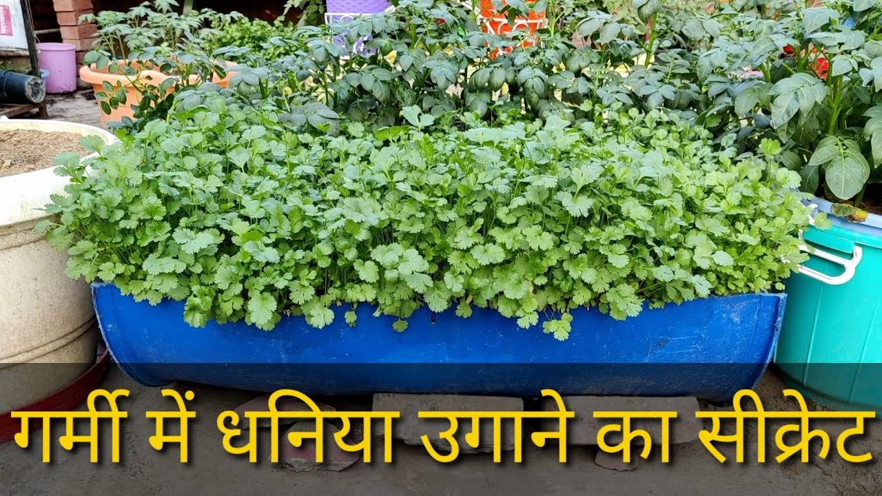 Coriander growing secret in summer season YouTube