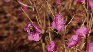 What's Beautiful in Early Spring at the New York Botanical Garden Profile