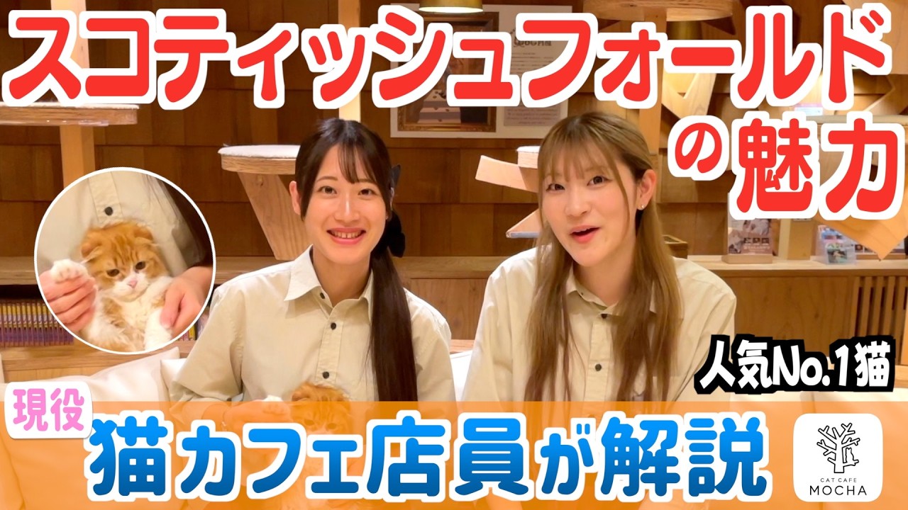 どんな猫？猫カフェ店員が思うスコティッシュフォールドのたまらない魅力！！