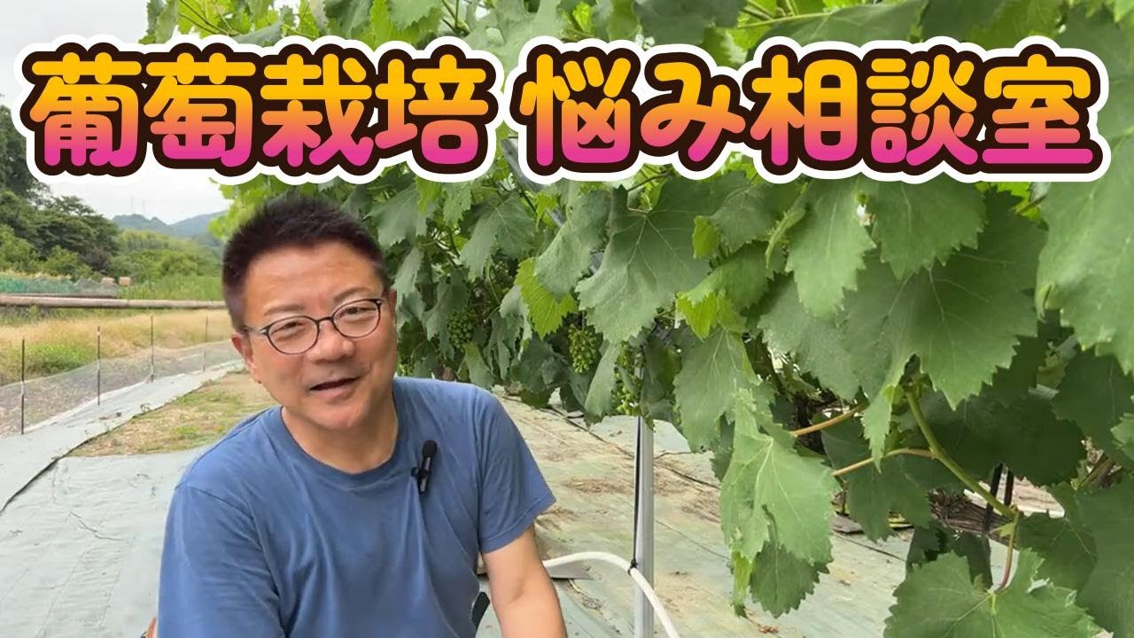 葡萄の育て方【摘粒期の疑問】ジベレリン処理(１発)、摘房基準、収穫量、赤色ブドウ、傘の使用法(秘)、働く人達の時給、枝葉の弱点等々を解説。オンラインサロンメンバー限定動画を公開。シャインマスカット