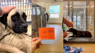 Shelter dog realizes he's been adopted part 2