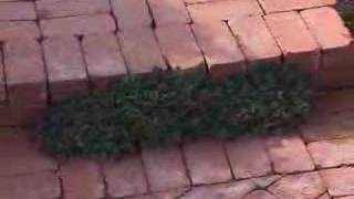 Stepables Lawn Makeover