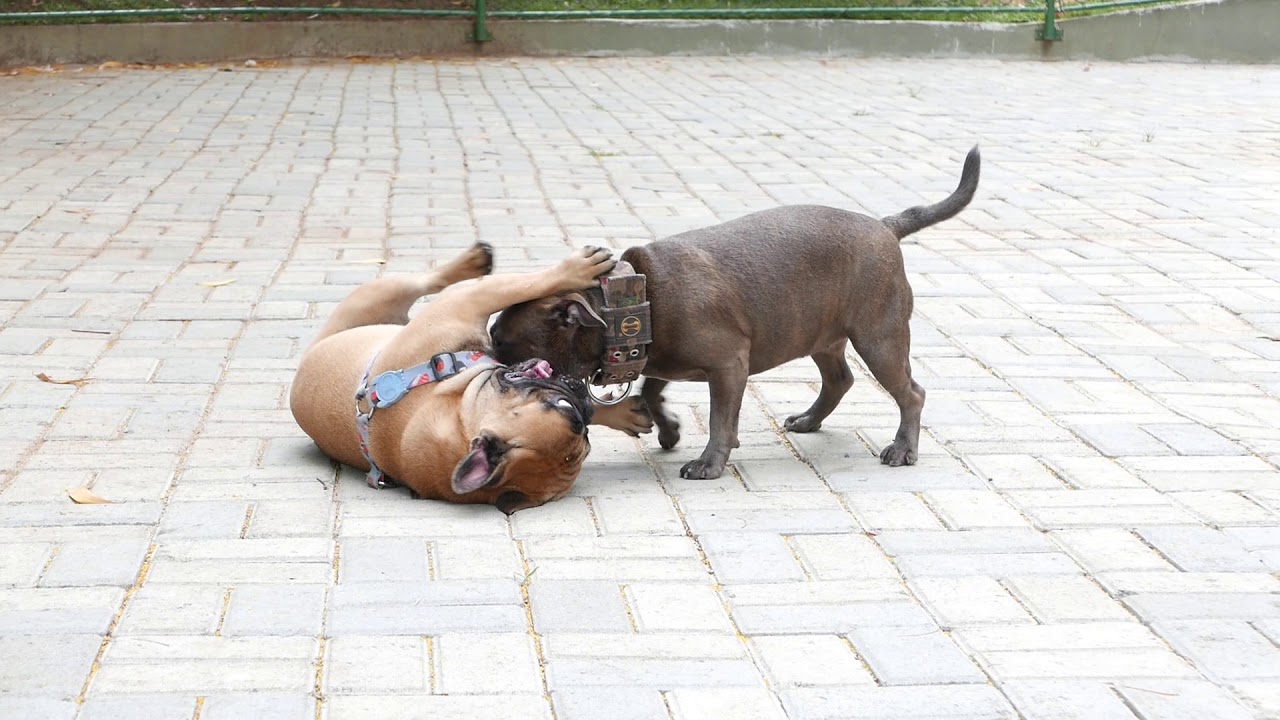 French Bulldog vs Staffordshire Bull 