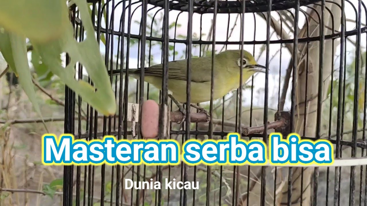 Raja masteran kecial kuning andalan , banyak suara langka nya - YouTube