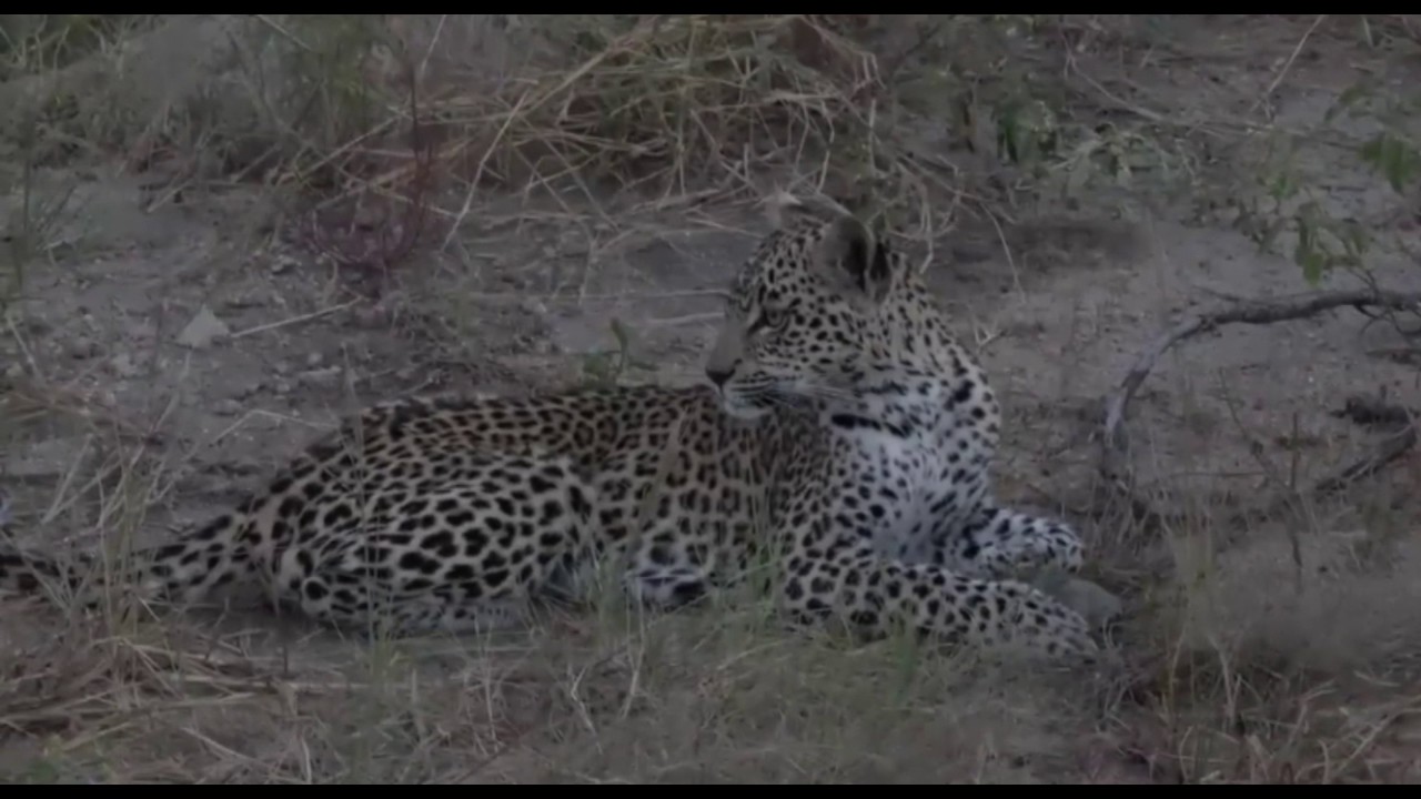 sindile faku April 03, 2017- Extended sighting of Xongile as she catches a Terrapin and finds some leftovers