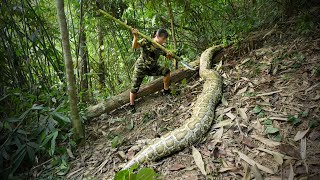 Giant Python Discovered - Chase Wild Deer for Survival/ 30 Days Solo Bushcraft & Survival P.11