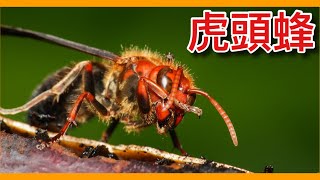 全台灣最危險的毀滅性野生動物「虎頭蜂」要開始出現了!不怕死抓狂起來甚至會集體大暴動「無差別攻擊」?Vespa【太神奇了傑克】【動物圖鑑】