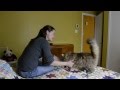 Khione the Siberian cat plays fetch