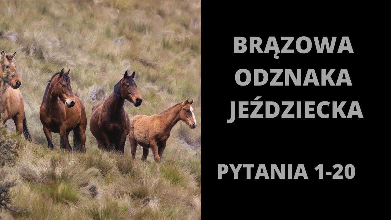 Brązowa Odznaka Jeździecka - pytania i odpowiedzi 1-20 [2022]