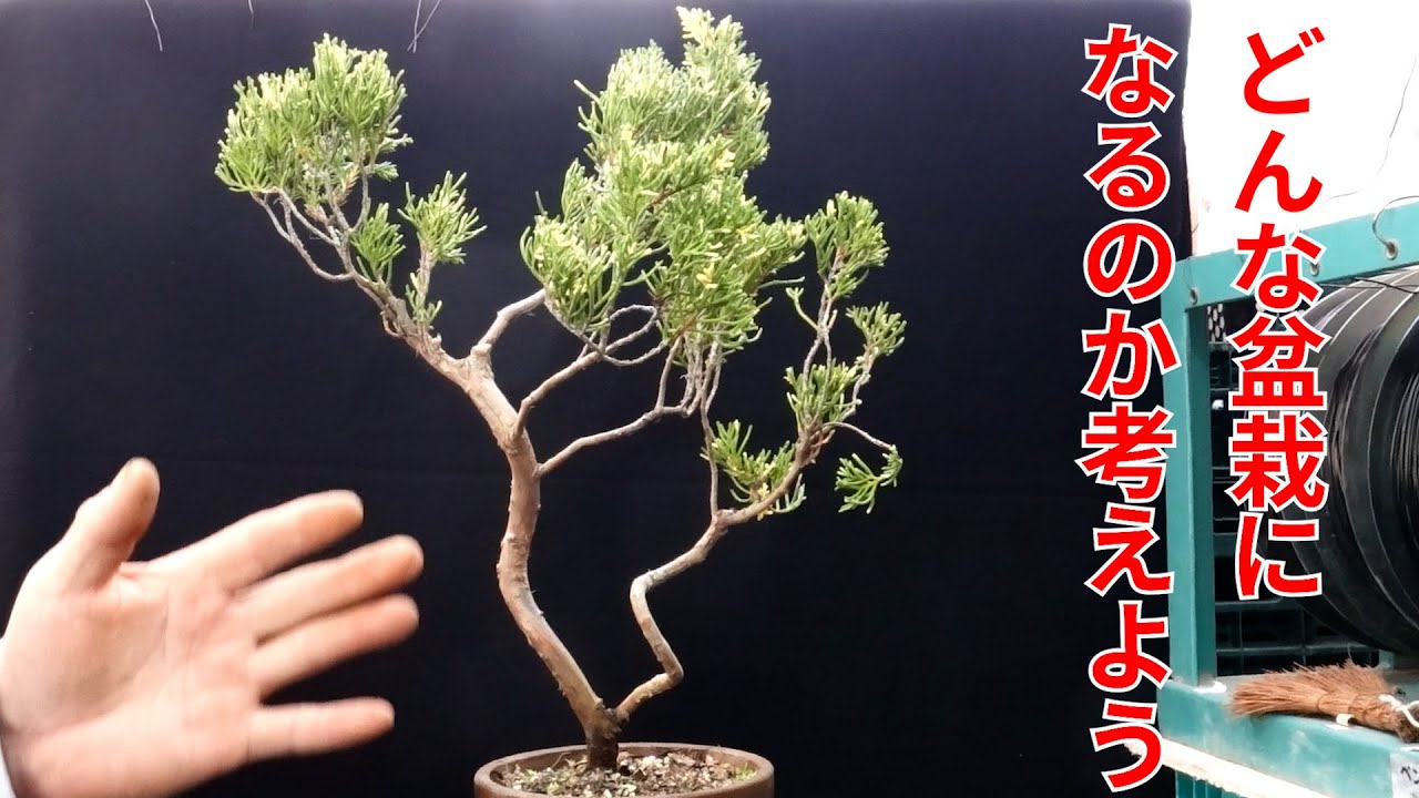 斑入り真柏の大改作