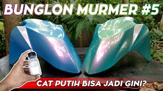 1 CAT BUNGLON BISA JADI BANYAK WARNA