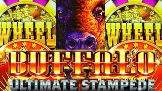 WILD ULTIMATE STAMPEDE! HAVING A GOOD 'OL BUFFALO TIME! 🦬🤠