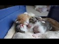 【生後7日】ミルクを飲んで仲良く寝落ちする赤ちゃん猫たち