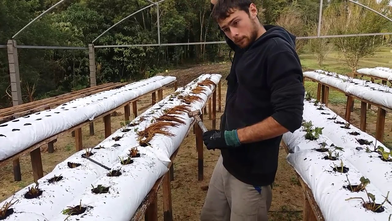 Plantando as mudas de morango nos slebes dicas