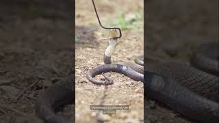";Eagle vs Snake: Who Wins the Deadly Duel?";
