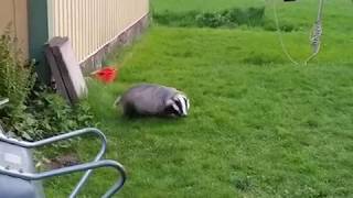 Tor the badger plays football with paper:)
