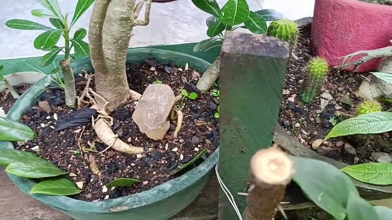 Mostrando a transformação do quintal ♥️♥️♥️♥️