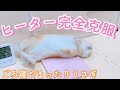 ヒーターを克服して ごろ寝でまったりするうさぎ