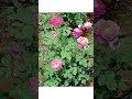 #springflowers #beautiful #beautifulnature #springtime