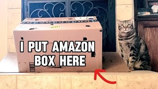 What Did my Cats Do With Amazon Box #catlife #cute #cat #catvideo