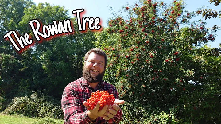 The Rowan Tree - Wild Food, Health Benefits & Myth...