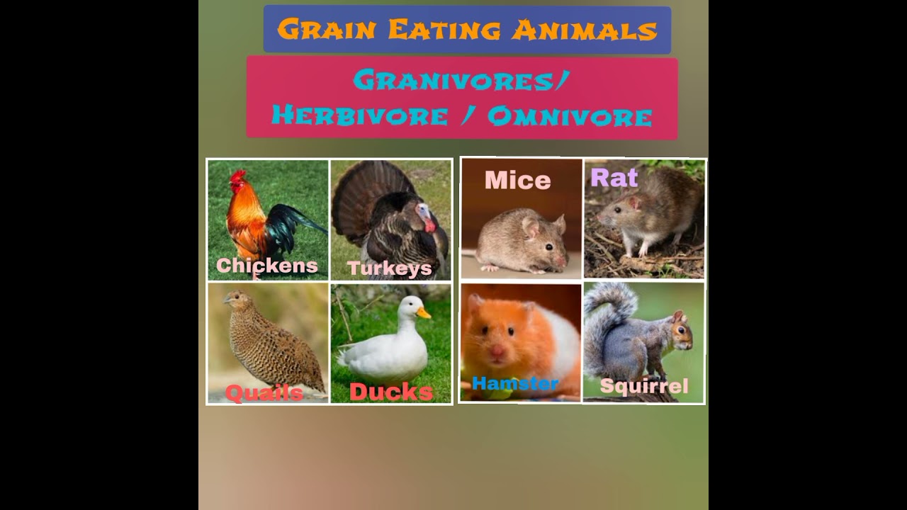 Granivores II Grain Eating Animals II Express English Academy - YouTube